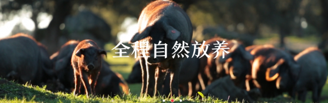 5J Cinco Jotas品牌logo與食品包裝設(shè)計(jì)欣賞(圖3)