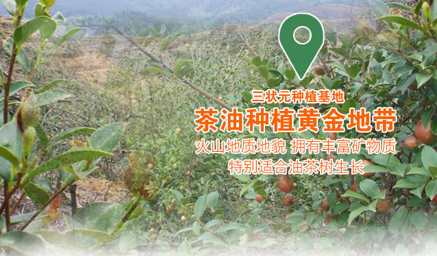 三狀元品牌logo與食品包裝設(shè)計欣賞(圖3)